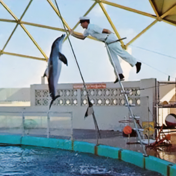 A trainer in white uniform on a ladder interacts with a leaping dolphin during an outdoor aquarium show
