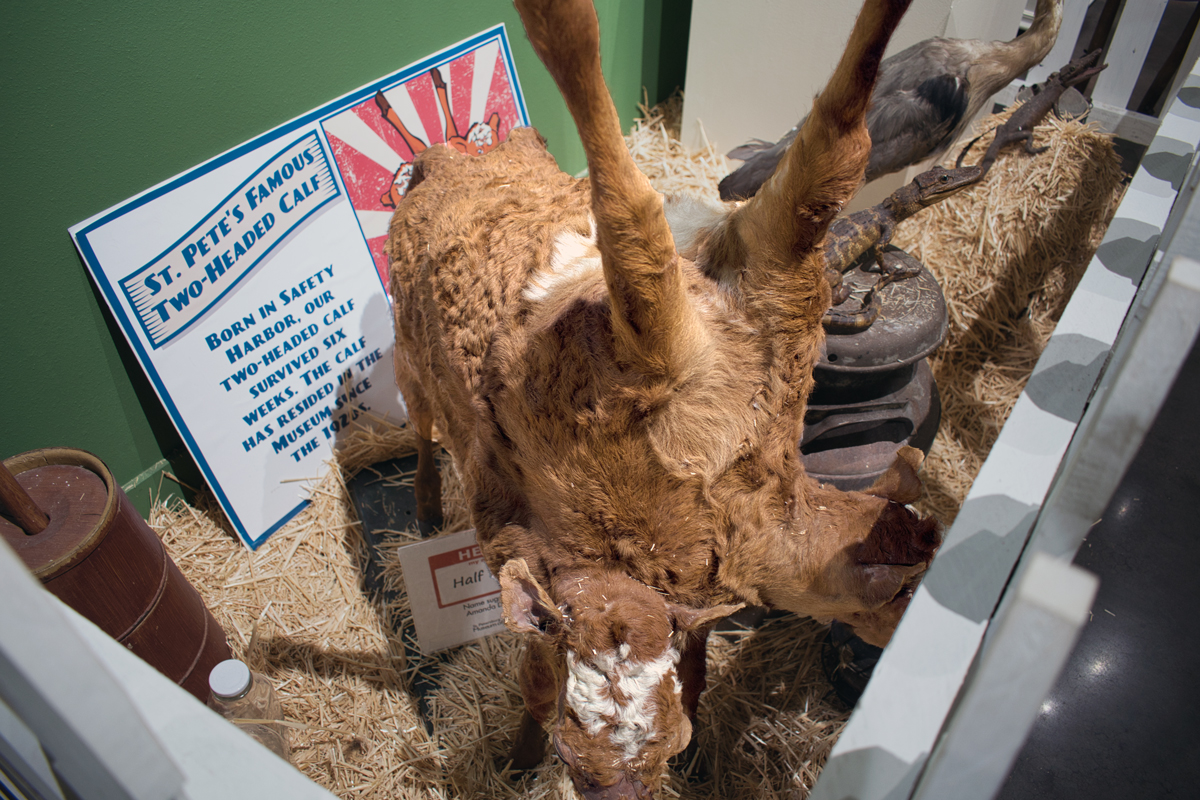Museum display of St. Pete's Famous Two-Headed Calf, a taxidermied two-headed calf on hay, with a sign noting it was born in Safety Harbor and has been at the museum since the 1920s