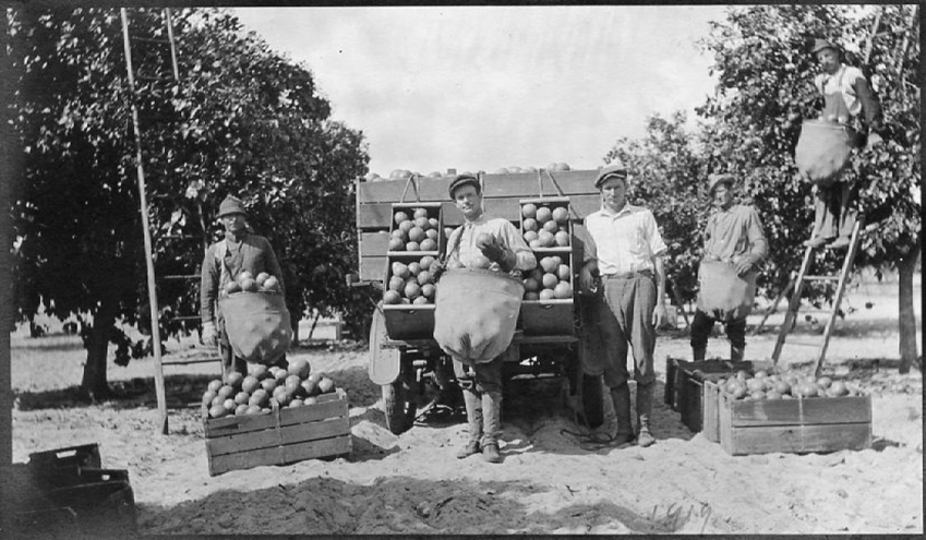 Workers harvesting citrus fruit in an orchard, with crates and a loaded truck, circa early 1900s