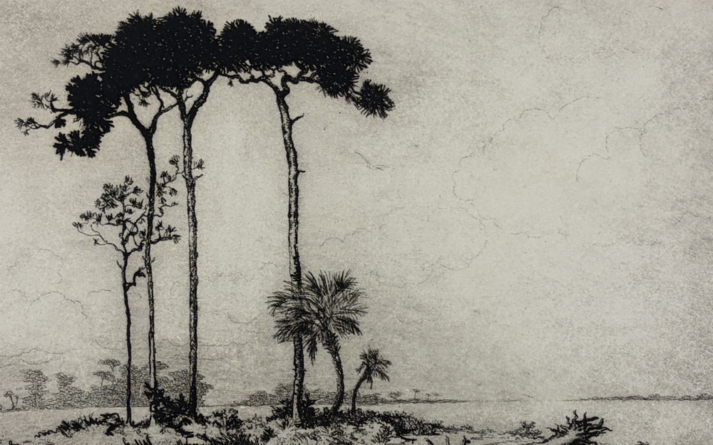 Black and white print by Polly Knipp Hill of a Florida scene with pine trees