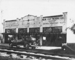 The Milne Fruit Packing Company at 220 1st Ave. S., near the ACL depot. c. 1930 The Milne Fruit Packing Company at 220 1st Ave. S., near the ACL depot. c. 1930