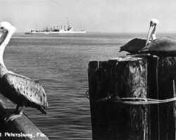 Vintage photo of pelicans perched on a pier and dock pilings in St. Petersburg, Florida, with a ship on the horizon