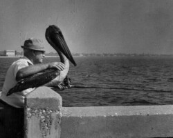 Man in a hat sitting on a pier railing with his arm around a large pelican, both facing the water