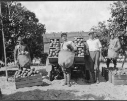 Workers harvesting oranges at Eaton grove. c. 1919.
