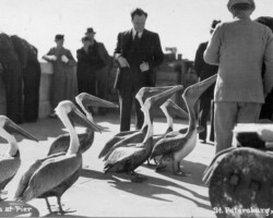 People feeding pelicans at Pier. c.1927