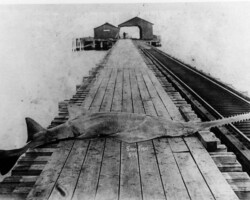 Sawfish displayed on Railroad Pier. c. 1898