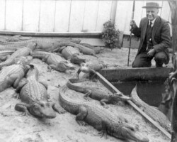 Andrew Hardee Baker poses at his Alligator Farm, located at 3601 6th St S. The Alligator Farm was the first roadside attraction in St. Pete when it opened in 1918. c. 1925 Andrew Hardee Baker poses at his Alligator Farm, located at 3601 6th St S. The Alligator Farm was the first roadside attraction in St. Pete when it opened in 1918. c. 1925