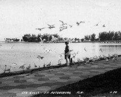 Woman feeding gulls on Vinoy basin seawall. North side of the Solarium is in the background. c. 1935