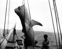 Large shark hoisted on boat in the Gulf of Mexico.