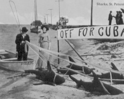 Fantasy" card showing a man at the Railroad Pier having harnessed up sharks to pull his boat. "Off for Cuba". c. 1900. Fantasy" card showing a man at the Railroad Pier having harnessed up sharks to pull his boat. "Off for Cuba". c. 1900.
