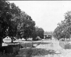 Eaton's orange grove. c. 1919