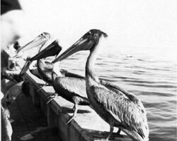 Pelicans on pier. c. 1935