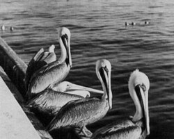 Pelicans at the Pier. c. 1940