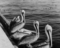 Pelicans at the Pier. c. 1940
