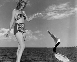 A woman poses, feeding a pelican at the pier for a promotional, cheesecake photo. c. 1948
