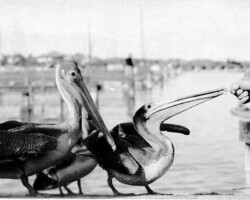 Feeding the pelicans at the Pier. c. 1925