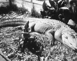 Alligator named 'Old Romeo' at the Alligator Farm. c. 1925
