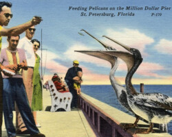Feeding Pelicans on the Million Dollar Pier at St. Petersburg, Florida