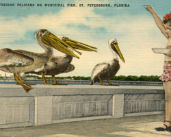 Feeding Pelicans on Municipal Pier, St. Petersburg, Florida" Little girl in two piece swimwear feeding pelicans from a tray.